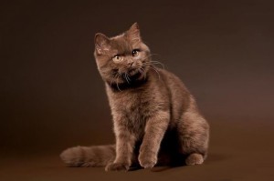 Шоколадный окрас британских кошек с фото галереей. Фото британских кошек, котов, котят шоколадного окраса. Шоколадные британцы: стандарт окраса 
